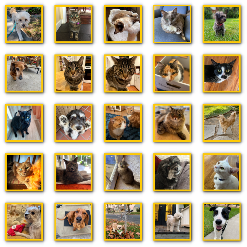 A collection of photos of dogs and cats. Each photo is set in a yellow frame on a white background.